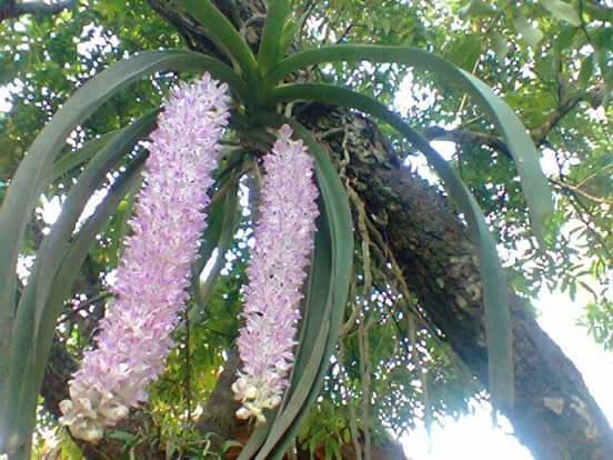 Linh Soi Homestay マイチャウ エクステリア 写真